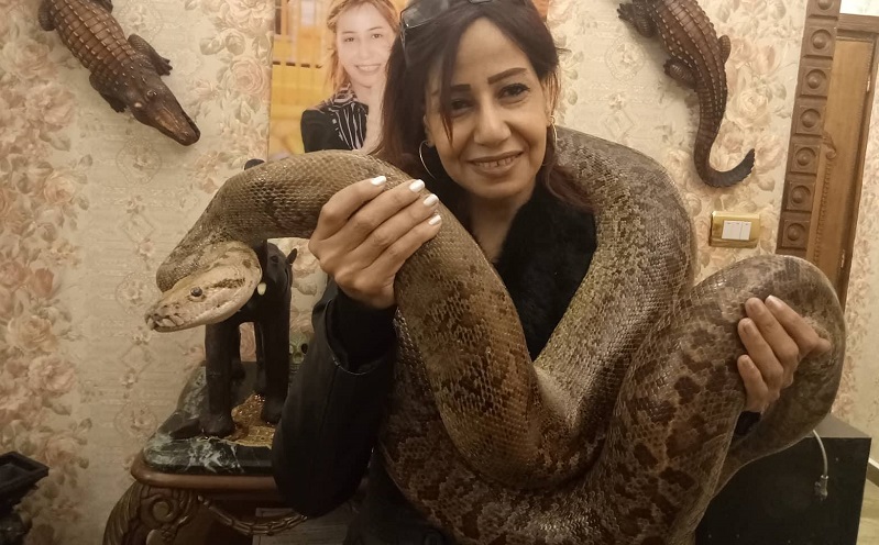 فيديو وصور.. أول سيدة مصرية تقوم بتربية حيوانات مفترسة 