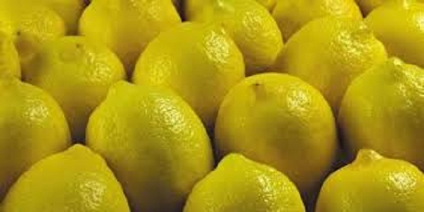 نقيب الفلاحين خلال أيام قليلة سيصل سعر الليمون لسعره الطبيعي 7 جنيهات