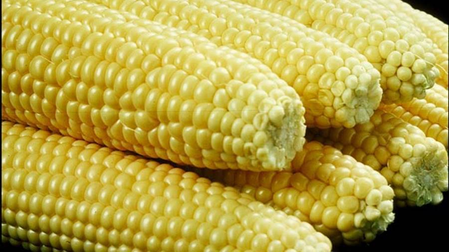 تراجع واردات مصر من الذرة الصفراء  
