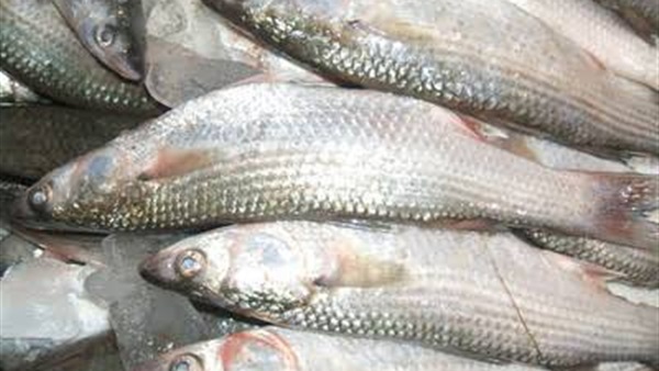 أسعار الأسماك بسوق العبور اليوم والبورى يسجل  32 جنيها