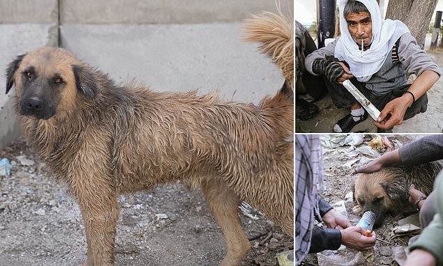 ديلي ميل تكشف سر تعاطي الكلاب الضالة للهيرويين في أفغانستان بصحبة المشردين