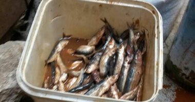 ضبط 4 أطنان أسماك مملحة غير صالحة للاستهلاك الآدمى بكفر الشيخ 
