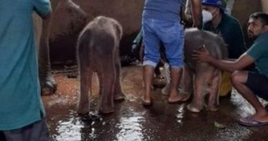 فيلة تضع توأمًا من الذكور فى سريلانكا لأول مرة منذ 80 عامًا
