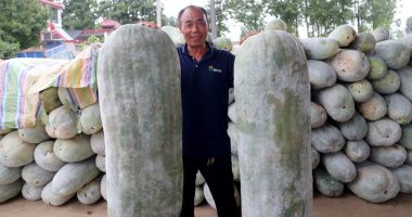 مزارع صيني ينتج بطيخ عملاق بوزن 90 كيلوجرام وطول 1.45 متر
