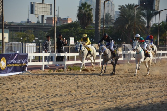 غدا .. مصر تحتضن كأس رئيس دولة الإمارات للخيول العربية بمشاركة 57 خيلا