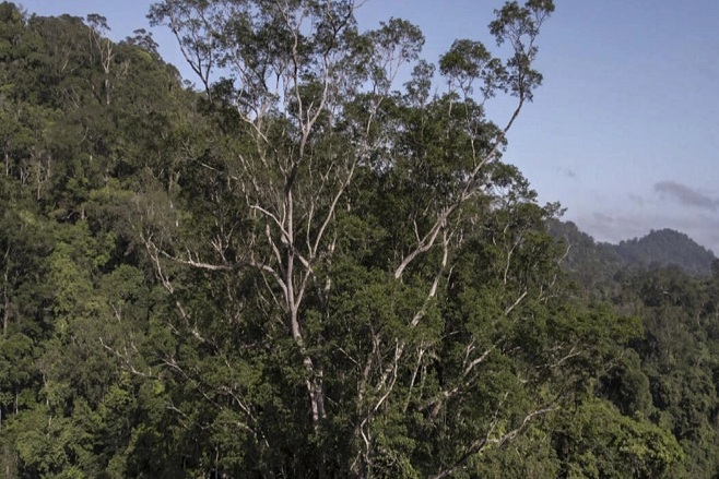 بعد ثلاث سنوات من كشف الأقمار الإصطناعية، علماء يصلون لأضخم شجرة في عمق غابة الأمازون 