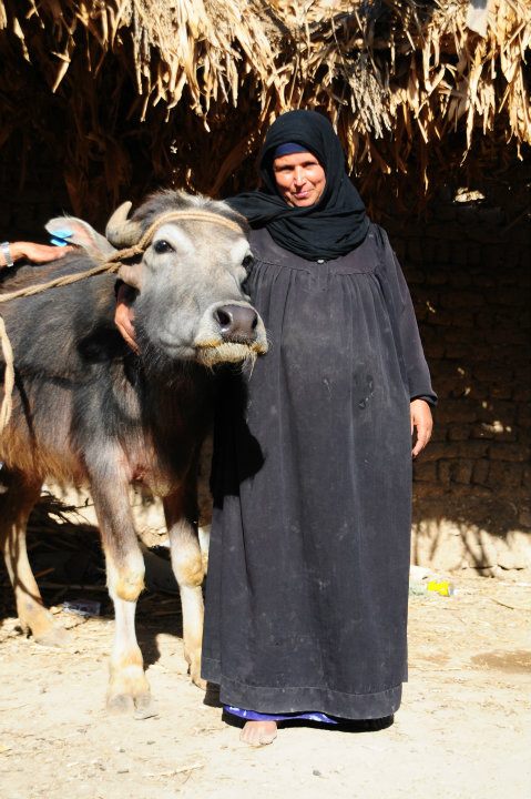 
توزيع 3617 رأس ماشية للأسر الاكثر احتياجا فى محافظة قنا 