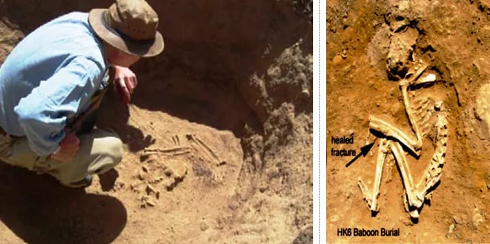 الكشف عن اقدم حديقه حيوان مدفونه في العالم منذ عهد المصريين القدماء