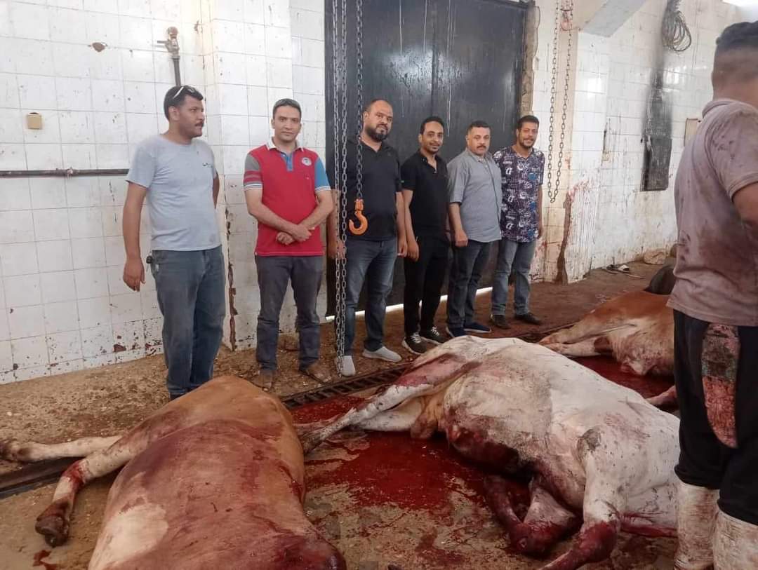 مصر الخير و12 جمعية أهلية يقدمون لحوم 22 رأس ماشية لأهالى مركز ديرمواس بالمنيا