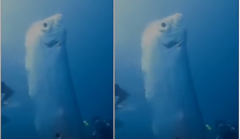 بالفيديو - حقيقة ظهور سمكة 
