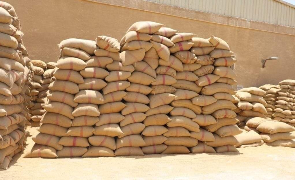 توريد 468 ألف طن من محصول القمح بجميع مراكز محافظة المنيا