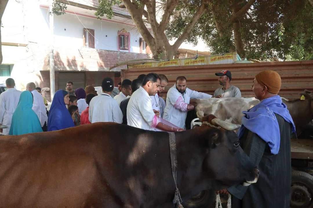 تقديم الخدمات البيطرية لـ 1835 رأس ماشية خلال قافلة بيطرية مجانية بقرية كوم اللوفي بمركز سمالوط