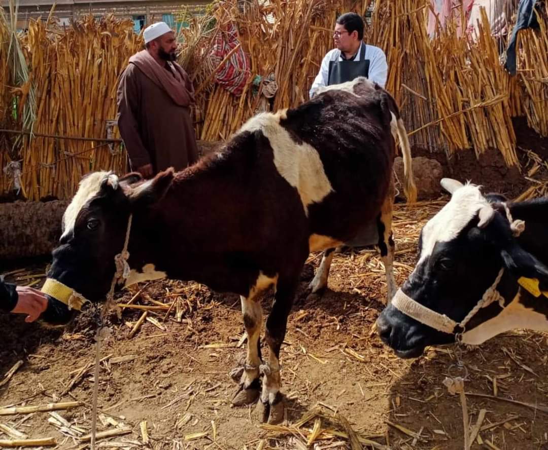 قافلة بيطرية إرشادية علاجية بقرية منشية الزعفران بمركز أبوقرقاص بالمنيا