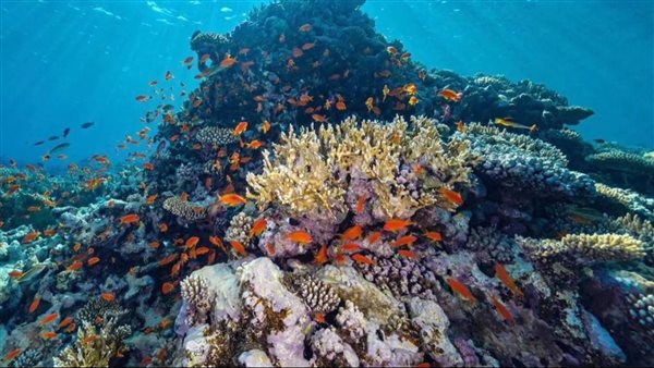 السعودية: كاوست ونيوم تكشفان عن أكبر مشروع لإحياء الشعاب المرجانية في العالم