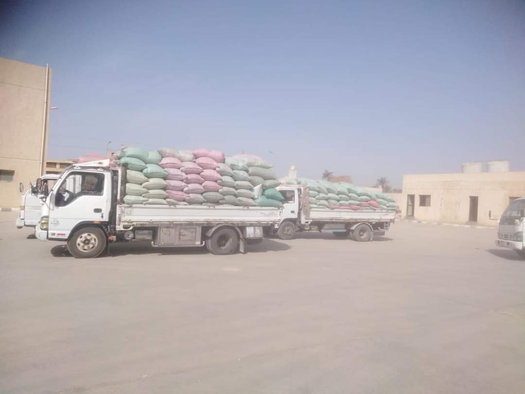 شون وصوامع المنيا تستقبل 41 طناً من محصول القمح لموسم حصاد 2024