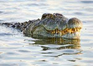 بالصور .. مصور يوثق تمساح نادر يحمل أكثر من 100 أطفاله على ظهره ويصفه بـ
